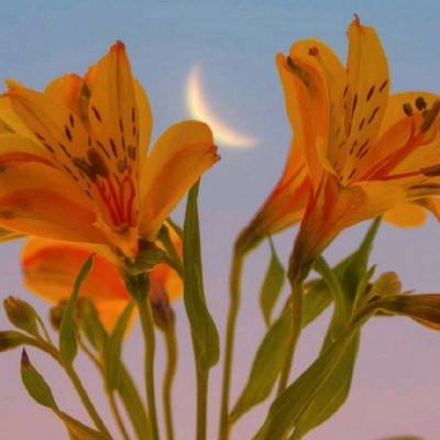 新莽荒纪ol腾讯手游(暂未上线)v1.3.29 安卓版